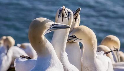 九游体育-《奥莱报》专访莱万 “再等100年或许会再出个梅西”