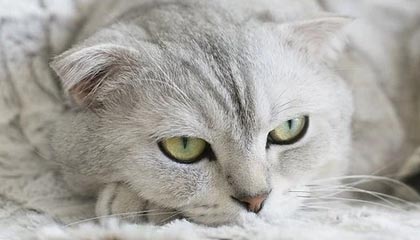 九游官网-上港淘汰国安成BIG4亚冠独苗 第2次独扛外战大旗