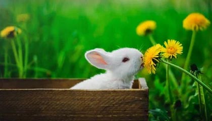 九游娱乐-阿根廷记者透露深足拖欠河床转会费 或被上告FIFA